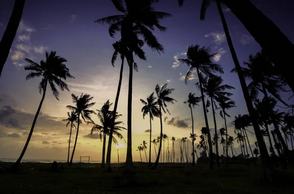 Beautiful Silhouette Image Palm Tree Sunrise Sunset — Stock Photo, Image