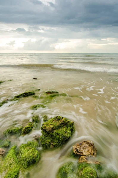 Hermosas Algas Verdes Piedra Playa Durante Marea Baja Agua Luz — Foto de Stock