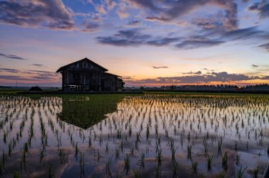 Ahşap dökük paddy alan güzel gündoğumu arka plan üzerinde ortasında. hareket etkisi bulutlar ve çeltik alanlarının su yansıma. uzun pozlama ve düşük çekim vurdu