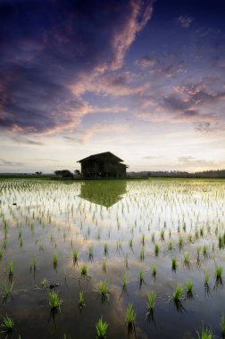 siluet resim, arka plan bulanık orta paddy alanlar eski kulübede. yumuşak ve dramatik karanlık bulutlar. yansıma su ve güzel gökyüzü