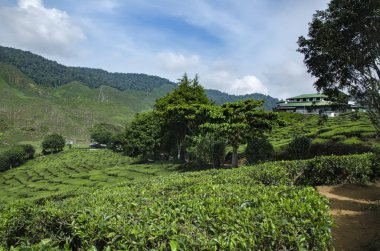 güzel doğa, yeşil çay plantasyon manzaraya cameron highland, Malezya.