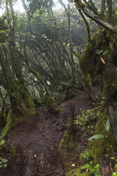 Vacker Natur Mossiga Skogen Cameron Highland Malaysia — Stockfoto