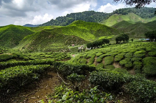 Beautiful scenery at Cameron Highlands, Malaysia with green nature tea plantation near the hill. Image contain grain, noise and soft focus due nature composition