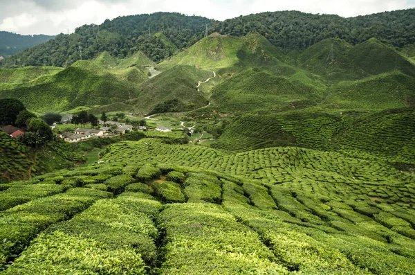 Beautiful scenery at Cameron Highlands, Malaysia with green nature tea plantation near the hill. Image contain grain, noise and soft focus due nature composition.