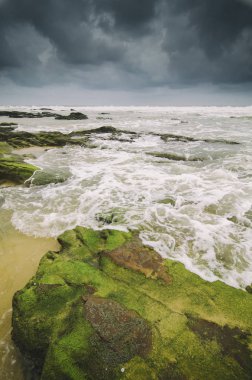 güzel yeşil algler düşük tide su sırasında Sahilde taş. güneş ışığı ve karanlık bulutlar. Alıştırma dalga ve berrak su