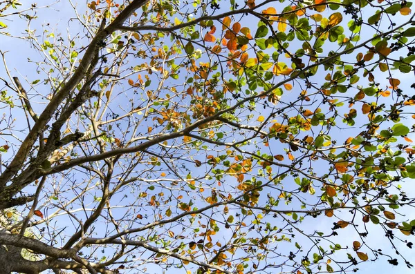 Bunte Blätter Über Blauem Himmel Hintergrund — Stockfoto