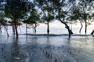 Mangrov orman parlak güneş ışığı altında mangrov sert kıyı koşulları hayata adapte