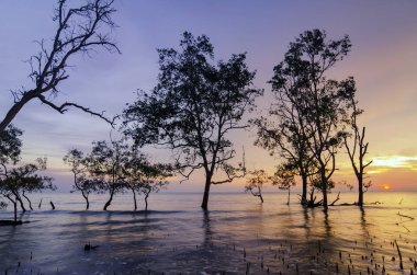 Çarpıcı siluet mangrov ağaç üzerinden günbatımı arka plan tatil ve seyahat kavramı için ideal.