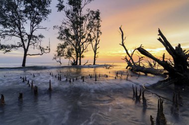 güzel deniz manzarası sahne, siluet mangrov ağaç üzerinden günbatımı arka ekoloji ve seyahat kavramı için ideal.