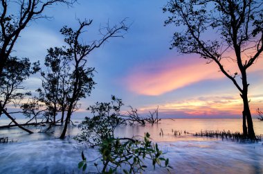 Güzel deniz manzarası, gün batımı arka plan tatil ve sakin kavramı için ideal çarpıcı üzerinde mangrov ağaç siluet
