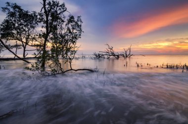 Güzel deniz manzarası, gün batımı arka kıyıya vurma tatil ve özgürlük concept.soft dalga için ideal çarpıcı üzerinde mangrov ağaç siluet