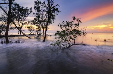 Çarpıcı siluet mangrov ağaç üzerinden günbatımı arka plan tatil ve seyahat kavramı için ideal.
