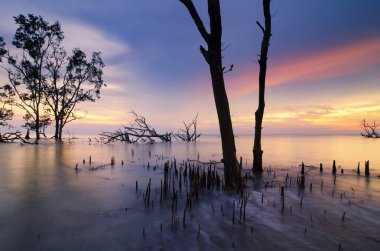 Gün batımı arka plan tatil ve Özgürlük kavramı için ideal çarpıcı üzerinde mangrov ağaç güzel siluet