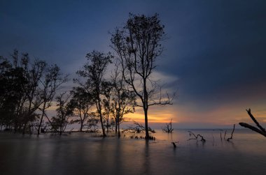 Güzel deniz manzarası, gün batımı arka plan tatil ve sakin kavramı için ideal çarpıcı üzerinde mangrov ağaç siluet
