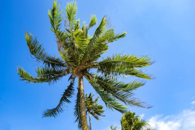 güzel mavi gökyüzü arka plan ortaya çıkarmak için Hindistan cevizi ağacı görünümü bak ve Hindistan cevizi ağacı yaprakları