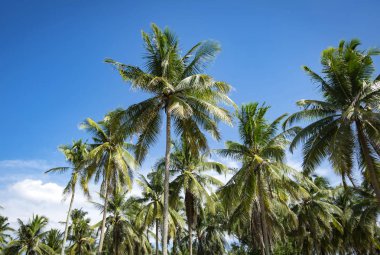 güzel mavi gökyüzü arka plan ortaya çıkarmak için Hindistan cevizi ağacı görünümü bak ve Hindistan cevizi ağacı yaprakları