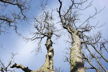 benzersiz şekli, ölü ağaç doku alttan üste arka plan şablonu için vurdu.