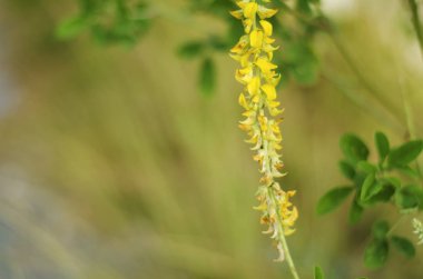 Güzel soyut doğal vahşi Çiçekler Güzellik bokeh arka plan ile. Seçici ve yumuşak odak için rahatlatıcı ruh ilham verici concept.copyspace solda bulanık