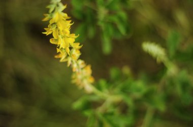 Güzel soyut doğal vahşi çiçekler güzellik bokeh arka plan ile. Seçici ve yumuşak odak bulanık rahatlatıcı ruh ilham verici concept.copyspace sağ için