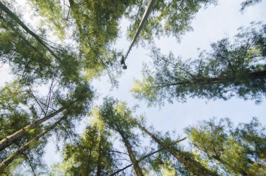 Deniz meşe ağacı orman solucan göz görünümü konsepti ile altından ararken. Seçici odak doku vurdu gövde üzerinde.
