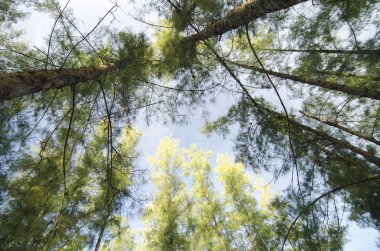 Deniz meşe ağacı orman solucan göz görünümü konsepti ile altından ararken. Seçici odak doku vurdu gövde üzerinde.