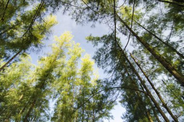 Deniz meşe ağacı orman solucan göz görünümü konsepti ile altından ararken. Seçici odak doku vurdu gövde üzerinde.