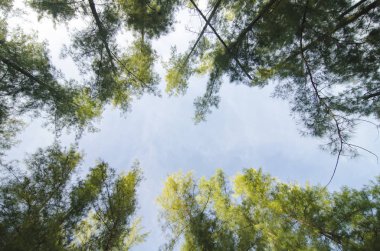 Deniz meşe ağacı orman solucan göz görünümü konsepti ile altından ararken. Seçici odak doku vurdu gövde üzerinde.