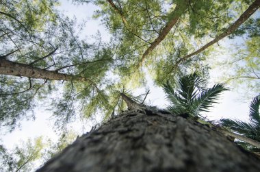 Deniz meşe ağacı orman solucan göz görünümü konsepti ile altından ararken. Seçici odak doku vurdu gövde üzerinde.