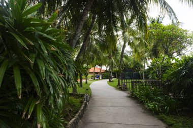 Hindistan cevizi ağacı tarafından çevrili tropikal bahçede yürüyüş yolu. yeşil çim ve bitki örtüsü