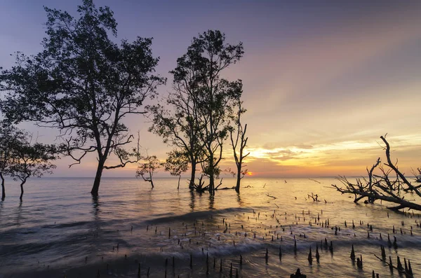 Bella Silhouette Mangrovia Albero Splendido Sfondo Tramonto Ideale Vacanza Concetto — Foto Stock