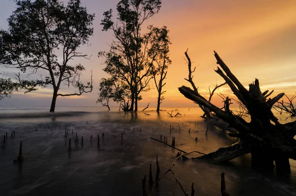 Gün batımı arka plan tatil ve sakin kavramı için ideal çarpıcı üzerinde mangrov ağaç güzel siluet