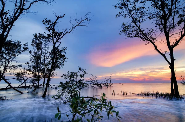 Güzel deniz manzarası, gün batımı arka plan tatil ve sakin kavramı için ideal çarpıcı üzerinde mangrov ağaç siluet