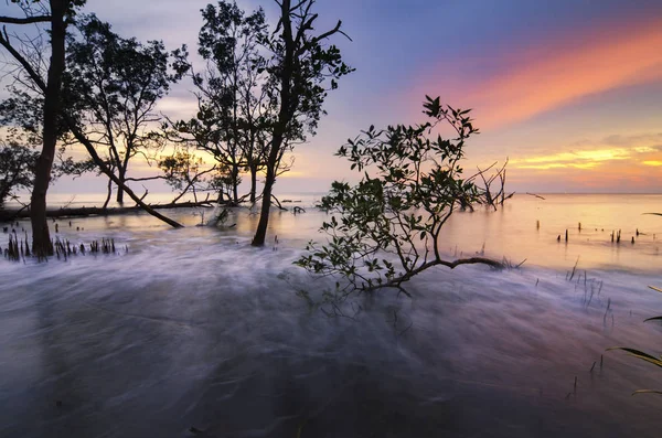 Çarpıcı siluet mangrov ağaç üzerinden günbatımı arka plan tatil ve seyahat kavramı için ideal.