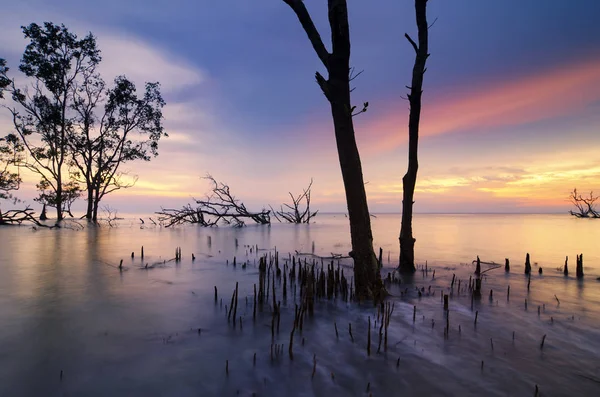 Gün batımı arka plan tatil ve Özgürlük kavramı için ideal çarpıcı üzerinde mangrov ağaç güzel siluet