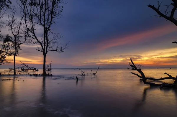 Güzel deniz manzarası, gün batımı arka plan tatil ve sakin kavramı için ideal çarpıcı üzerinde mangrov ağaç siluet