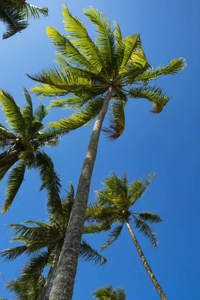 güzel mavi gökyüzü arka plan ortaya çıkarmak için Hindistan cevizi ağacı görünümü bak ve Hindistan cevizi ağacı yaprakları