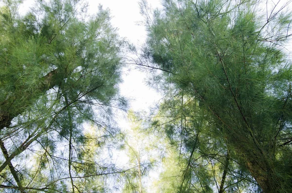 Mirando Hacia Arriba Desde Debajo Del Bosque Roble Marino Con — Foto de Stock