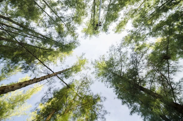 Deniz meşe ağacı orman solucan göz görünümü konsepti ile altından ararken. Seçici odak doku vurdu gövde üzerinde.
