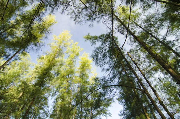Deniz meşe ağacı orman solucan göz görünümü konsepti ile altından ararken. Seçici odak doku vurdu gövde üzerinde.