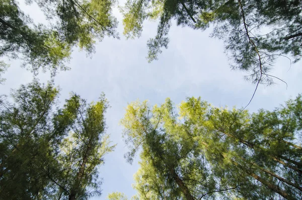 Deniz meşe ağacı orman solucan göz görünümü konsepti ile altından ararken. Seçici odak doku vurdu gövde üzerinde.