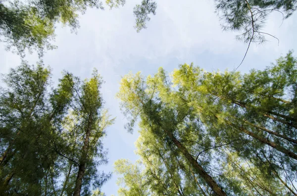 Looking up from under sea oak tree forest with worm eye view concept.Selective focus texture on trunk shot.