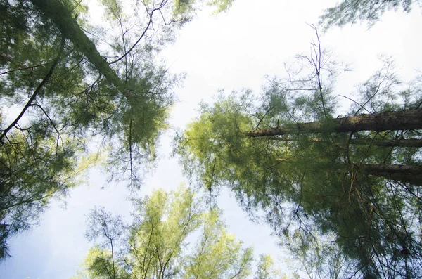 Blick Nach Oben Von Unter Meer Eichen Wald Mit Wurmperspektive — Stockfoto