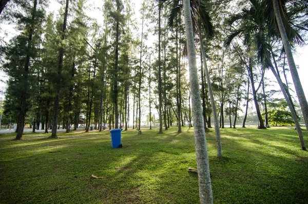 Πανέμορφη Φύση Φυτικών Casuarina Πάρκο Κοντά Στην Παραλία — Φωτογραφία Αρχείου