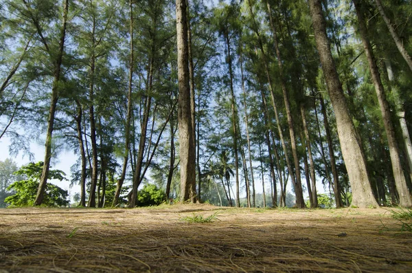 Tiro Ángulo Inferior Bajo Tronco Roble Marino Casuarina Equisetifolia Parque — Foto de Stock