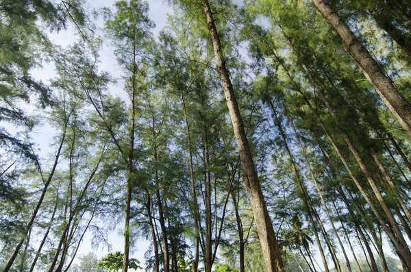 ワームの目ビュー概念と海樫の木の森の下から見上げています セレクティブ フォーカス ショットの幹にテクスチャ — ストック写真