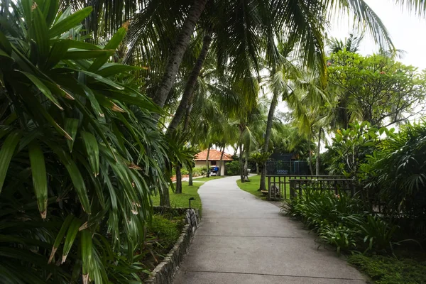 Hindistan cevizi ağacı tarafından çevrili tropikal bahçede yürüyüş yolu. yeşil çim ve bitki örtüsü