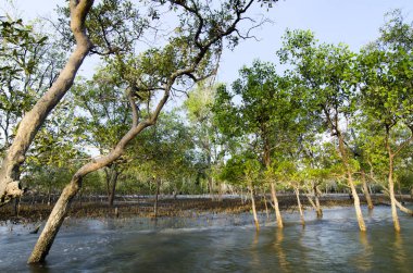 Mangrov orman parlak güneş ışığı altında mangrov sert kıyı koşulları hayata adapte