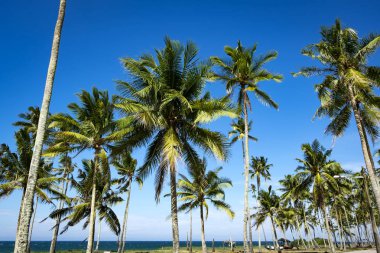 güzel mavi gökyüzü arka plan ortaya çıkarmak için Hindistan cevizi ağacı görünümü bak ve Hindistan cevizi ağacı yaprakları