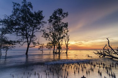 Çarpıcı siluet mangrov ağaç üzerinden günbatımı arka plan tatil ve seyahat kavramı için ideal.
