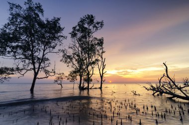 Gün batımı arka plan tatil ve Özgürlük kavramı için ideal çarpıcı üzerinde mangrov ağaç güzel siluet
